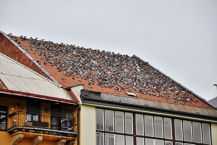 A2B Pest Control are able to install spikes to deter birds from roofs in Ealing Brent. 