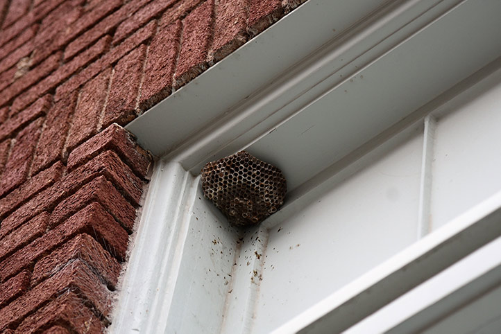 We provide a wasp nest removal service for domestic and commercial properties in Ealing Brent.